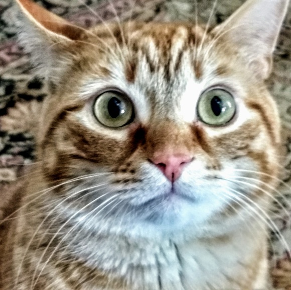 Meet your Posher, Kim - Picture 3 of 3